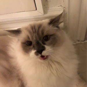 Meet your Posher, Doris